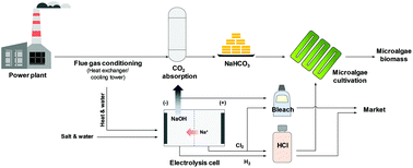 Graphical abstract: The use of bicarbonate for microalgae cultivation and its carbon footprint analysis