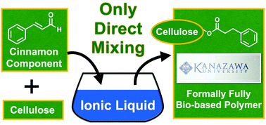 Graphical abstract: Direct one-step synthesis of a formally fully bio-based polymer from cellulose and cinnamon flavor