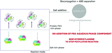 Graphical abstract: An integrated process combining the reaction and purification of PEGylated proteins