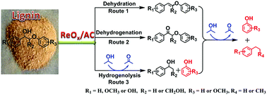 Graphical abstract: Cleavage of lignin C–O bonds over a heterogeneous rhenium catalyst through hydrogen transfer reactions