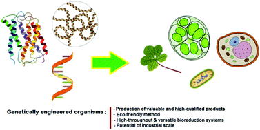 Graphical abstract: Biofactories: engineered nanoparticles via genetically engineered organisms