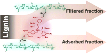 Graphical abstract: A lignin-containing cellulose hydrogel for lignin fractionation