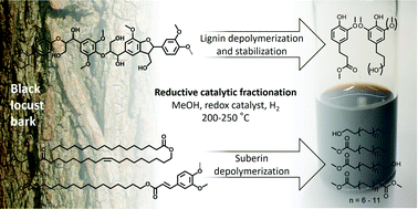 Graphical abstract: Reductive catalytic fractionation of black locust bark