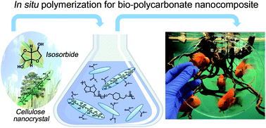 Graphical abstract: Preparation of synergistically reinforced transparent bio-polycarbonate nanocomposites with highly dispersed cellulose nanocrystals