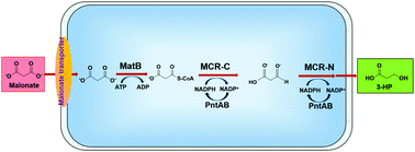 Graphical abstract: Production of 3-hydroxypropionate using a novel malonyl-CoA-mediated biosynthetic pathway in genetically engineered E. coli strain