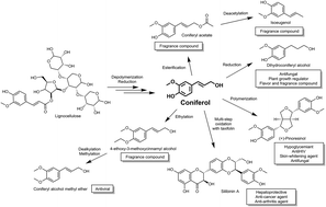 Consolidated production of coniferol and other high-value aromatic alcohols directly from lignocellulosic biomass