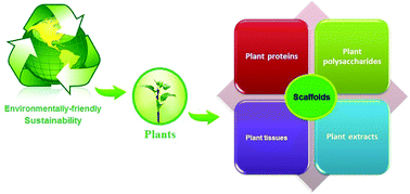Graphical abstract: Plants and plant-based polymers as scaffolds for tissue engineering
