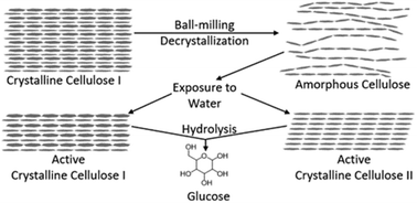 Graphical abstract: Reaction engineering implications of cellulose crystallinity and water-promoted recrystallization
