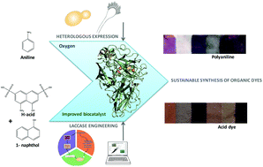 Graphical abstract: Engineering of a fungal laccase to develop a robust, versatile and highly-expressed biocatalyst for sustainable chemistry