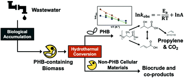 Graphical abstract: Kinetics and mechanism for hydrothermal conversion of polyhydroxybutyrate (PHB) for wastewater valorization