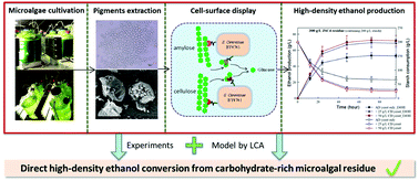Graphical abstract: Fermentation of pigment-extracted microalgal residue using yeast cell-surface display: direct high-density ethanol production with competitive life cycle impacts