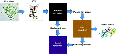 Graphical abstract: Hydrothermal pre-treatment coupled with urea solubilisation enables efficient protein extraction from microalgae