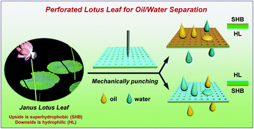Graphical abstract: Efficient separation of immiscible oil/water mixtures using a perforated lotus leaf