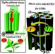 Graphical abstract: Micro versus nanochannels: carbon micro-sieve tubes from biological phloem tissues for lithium–oxygen batteries