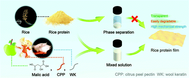 Graphical abstract: Complete waste recycling strategies for improving the accessibility of rice protein films