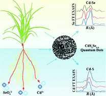 Graphical abstract: Bio-assembly of CdSxSe1−x quantum dots in ryegrass