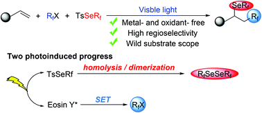 Graphical abstract: Metal-free fluoroalkylfluoroalkylselenolation of unactivated alkenes: incorporation of two photoinduced processes