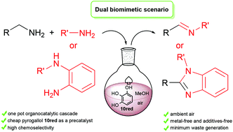 Graphical abstract: A dual biomimetic process for the selective aerobic oxidative coupling of primary amines using pyrogallol as a precatalyst. Isolation of the [5 + 2] cycloaddition redox intermediates