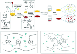 Graphical abstract: Fabrication of highly proton-conductive chitosan whole-bio-membrane materials functionalized with adenine and adenosine monophosphate