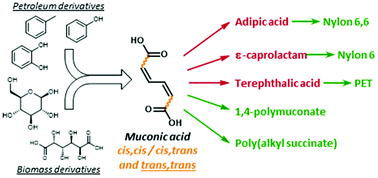 Graphical abstract: Muconic acid isomers as platform chemicals and monomers in the biobased economy