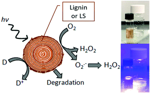 Graphical abstract: Photochemical evolution of hydrogen peroxide on lignins