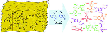 Graphical abstract: Understanding laccase/HBT-catalyzed grass delignification at the molecular level