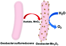 Graphical abstract: Synthesis of an amorphous Geobacter-manganese oxide biohybrid as an efficient water oxidation catalyst