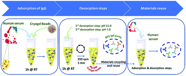 Graphical abstract: Hybrid alginate–protein cryogel beads: efficient and sustainable bio-based materials to purify immunoglobulin G antibodies