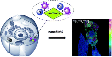 Graphical abstract: Fluorinated nanobodies for targeted molecular imaging of biological samples using nanoscale secondary ion mass spectrometry