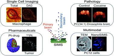 Graphical abstract: SIMS imaging in neurobiology and cell biology