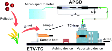 Graphical abstract: Direct determination of cadmium in rice by solid sampling electrothermal vaporization atmospheric pressure glow discharge atomic emission spectrometry using a tungsten coil trap