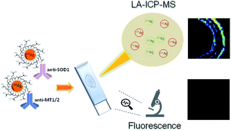 Graphical abstract: Imaging of proteins in biological tissues by fluorescence microscopy and laser ablation-ICP-MS using natural and isotopically enriched silver nanoclusters