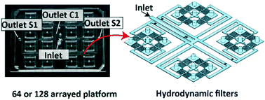 Graphical abstract: A numbering-up strategy of hydrodynamic microfluidic filters for continuous-flow high-throughput cell sorting