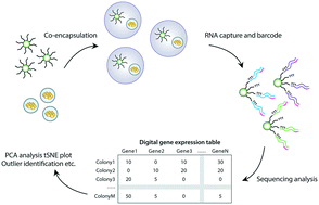 Graphical abstract: High throughput gene expression profiling of yeast colonies with microgel-culture Drop-seq