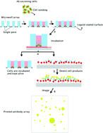 Graphical abstract: A microwell array platform to print and measure biomolecules produced by single cells