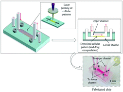 Graphical abstract: Laser printing-enabled direct creation of cellular heterogeneity in lab-on-a-chip devices