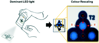 Graphical abstract: Accessory-free quantitative smartphone imaging of colorimetric paper-based assays