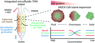 Graphical abstract: Traction microscopy with integrated microfluidics: responses of the multi-cellular island to gradients of HGF