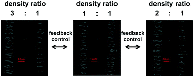 Graphical abstract: Feedback control for shaping density distributions of colloidal particles in microfluidic devices