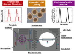 Graphical abstract: Synchronized stimulation and continuous insulin sensing in a microfluidic human Islet on a Chip designed for scalable manufacturing