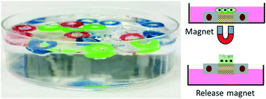 Graphical abstract: Magnetic microboats for floating, stiffness tunable, air–liquid interface epithelial cultures