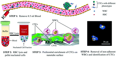 Graphical abstract: Liquid biopsy using the nanotube-CTC-chip: capture of invasive CTCs with high purity using preferential adherence in breast cancer patients