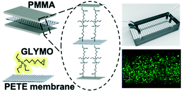Graphical abstract: Robust chemical bonding of PMMA microfluidic devices to porous PETE membranes for reliable cytotoxicity testing of drugs
