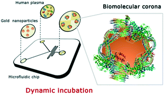 Graphical abstract: The biomolecular corona of gold nanoparticles in a controlled microfluidic environment