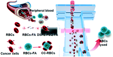 Graphical abstract: Precise and non-invasive circulating tumor cell isolation based on optical force using homologous erythrocyte binding
