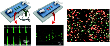 Graphical abstract: Plasma-induced covalent immobilization and patterning of bioactive species in microfluidic devices