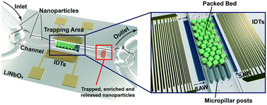 Graphical abstract: Sound wave activated nano-sieve (SWANS) for enrichment of nanoparticles