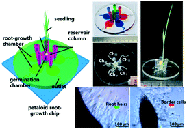 Graphical abstract: Multi-chamber petaloid root-growth chip for the non-destructive study of the development and physiology of the fibrous root system of Oryza sativa