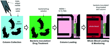 Graphical abstract: A microscale, full-thickness, human skin on a chip assay simulating neutrophil responses to skin infection and antibiotic treatments