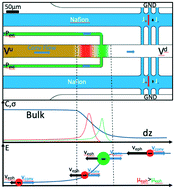 Graphical abstract: Continuous focusing, fractionation and extraction of anionic analytes in a microfluidic chip